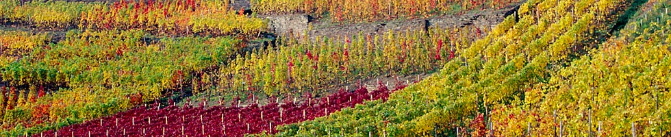 Weinberge an der Rotweinahr